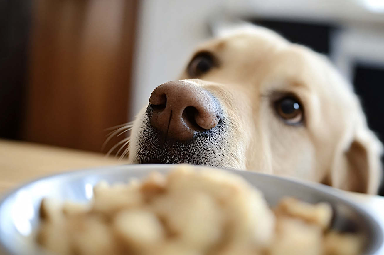 狗狗到底幾公斤算胖？獸醫師教你用 BCS 體態評分完整指南