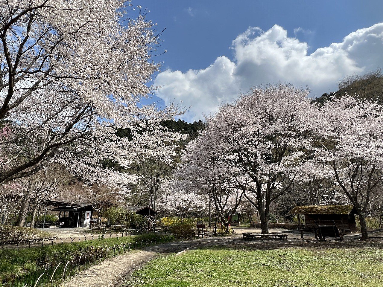 春天也有美不勝收的櫻花美景，來這裡不用人擠人也能欣賞春意風情。（© 夕焼け小焼けふれあいの里）