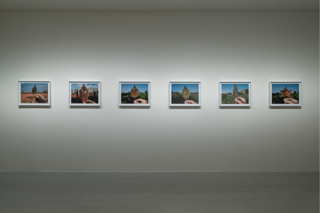 王雅慧,《葉洞》2011｜噴墨輸出、紙,37.5x50 cm (6),臺北市立美術館典藏（圖像由臺北市立美術館提供。）
