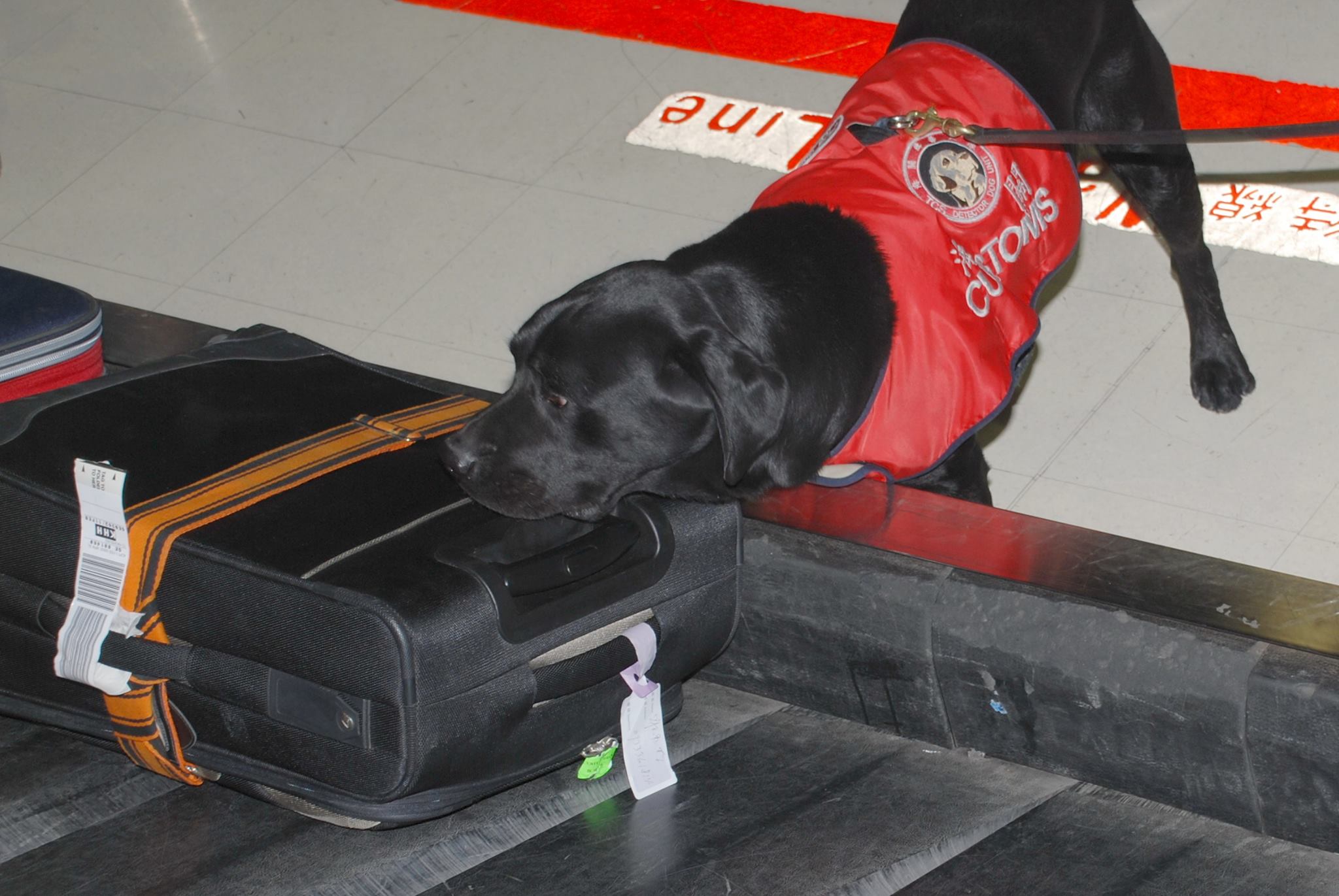 嗅覺超群的無聲守護者:機場緝毒犬的一天 2 (圖/海關緝毒犬FB)
