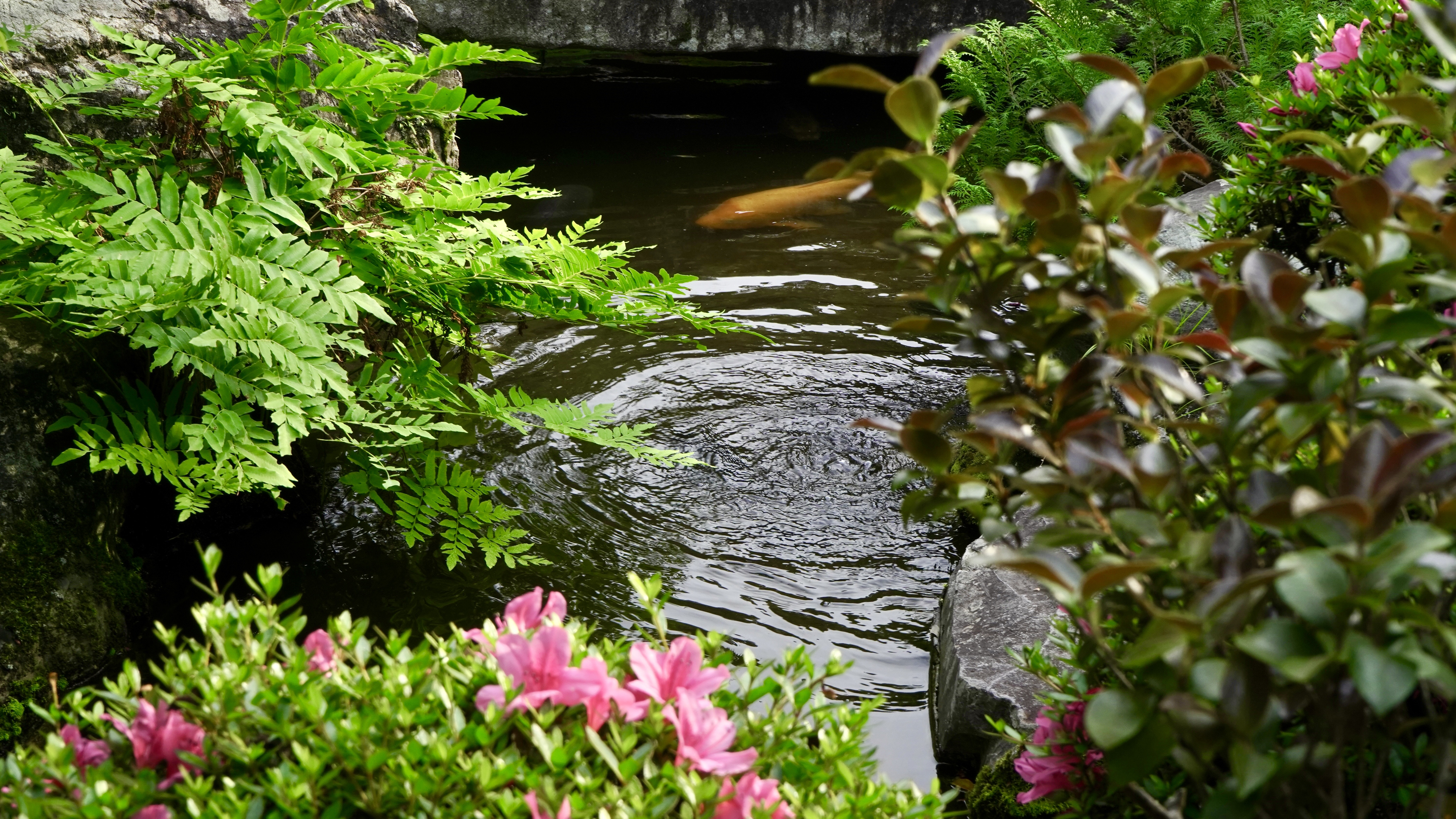 綠意、彩花、魚游之樂。以旅行盛滿東京都內靜謐的春色。©葛飾区山本亭