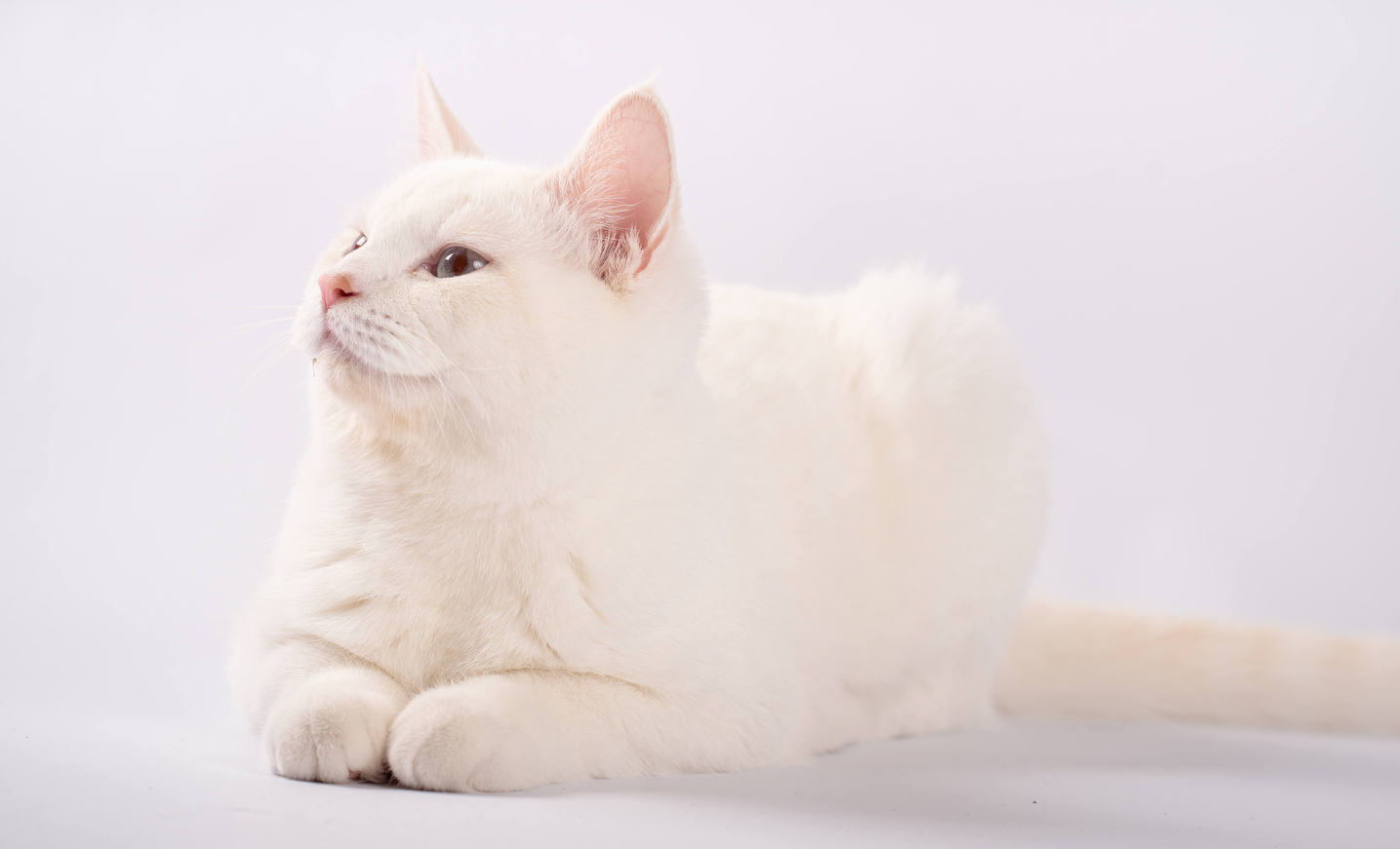 寵旅誌 vol.10_封面毛孩