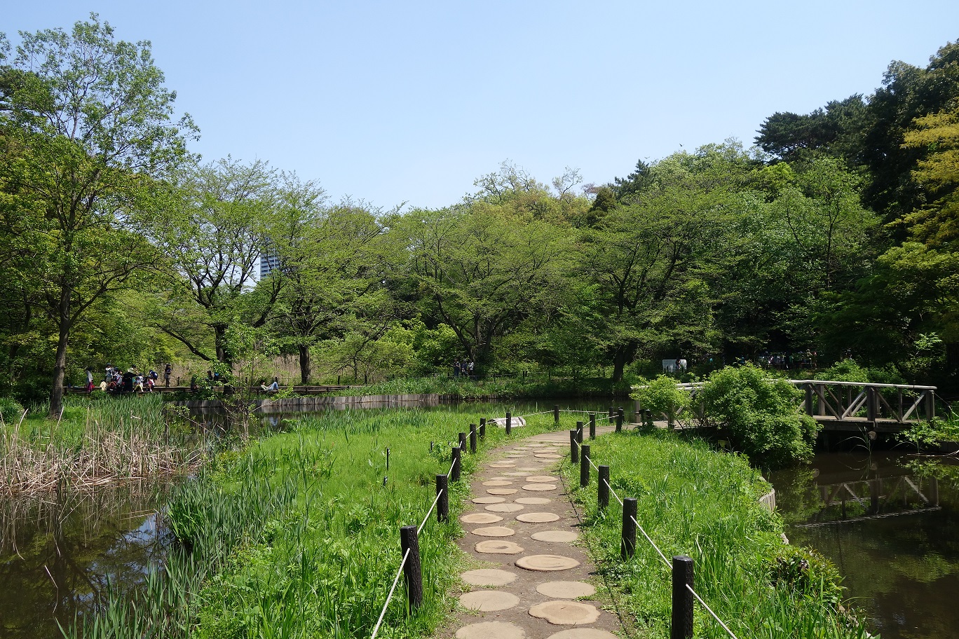 沿著水域設置的水生植物園步道。新綠環繞的小徑，可近距離觀察各類自然生態。圖片提供：國立科學博物館附屬自然教育園