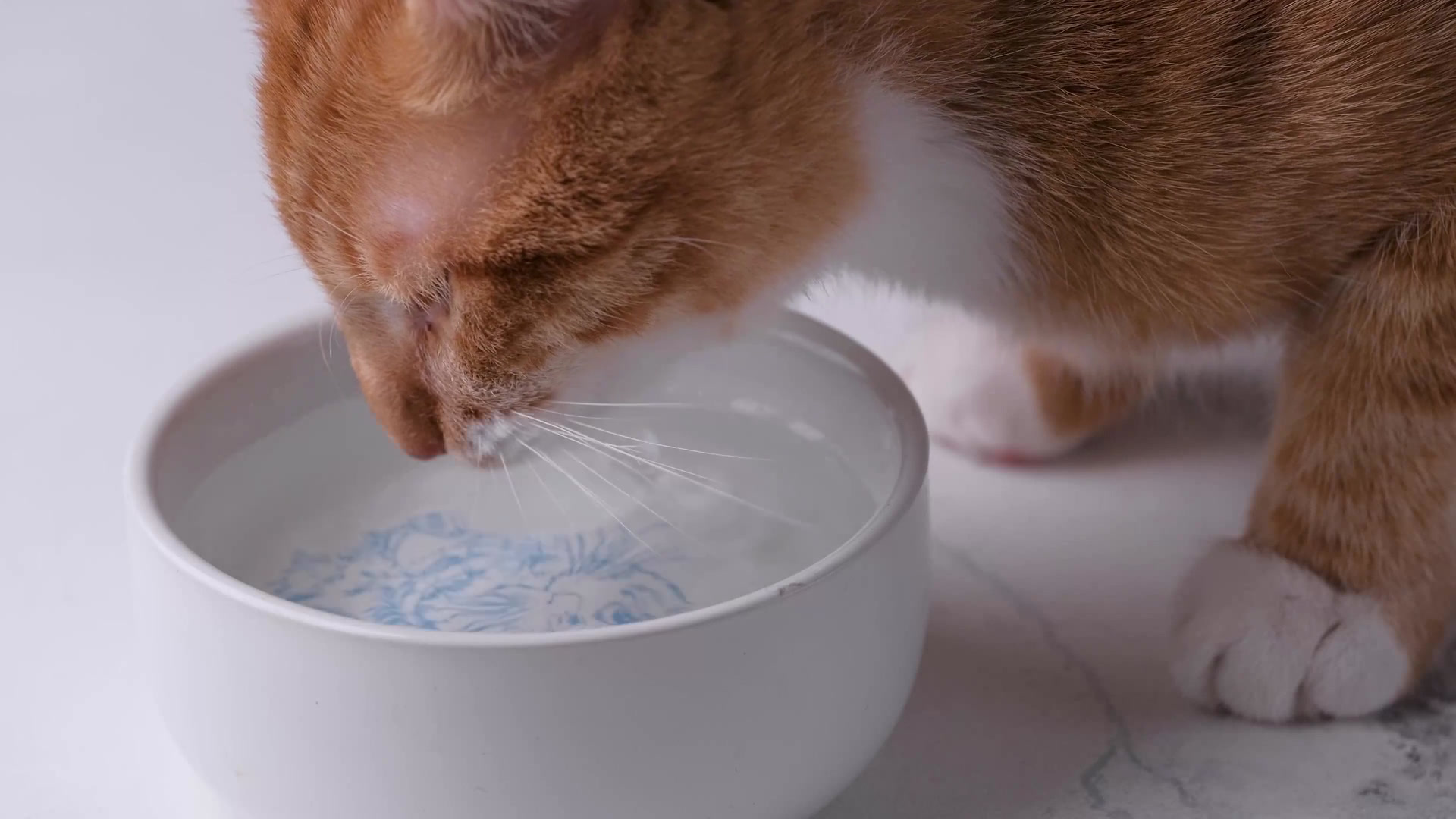 2026 毛孩換季防暑全攻略｜貓貓篇