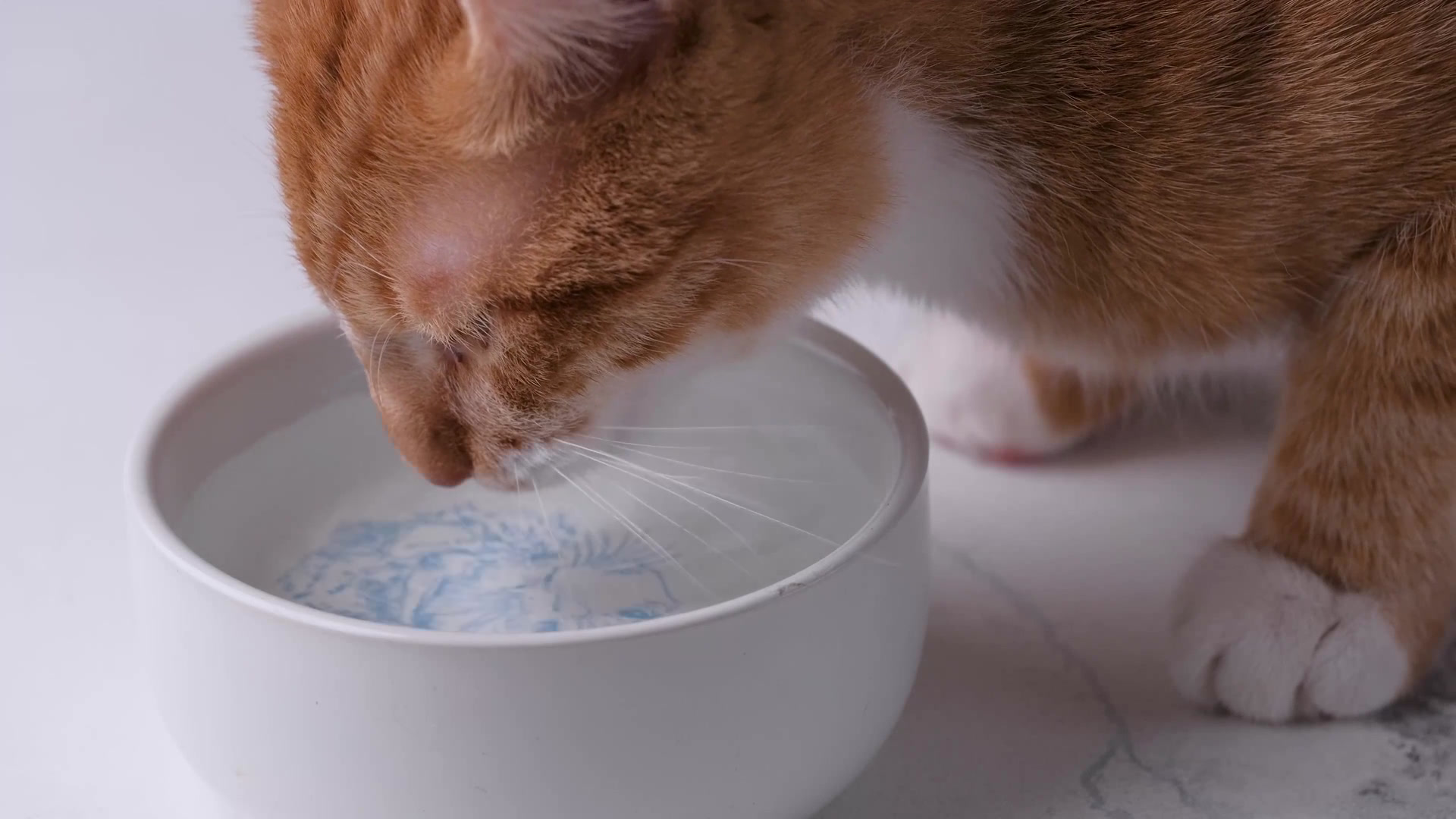 毛孩飲水全攻略|貓狗喝水需要注意什麼?自來水、溪水、過濾水一次解答 1 毛孩飲水全攻略