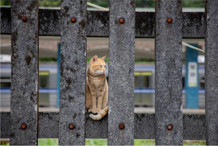 猴硐貓村(pic/ 台北旅遊網)