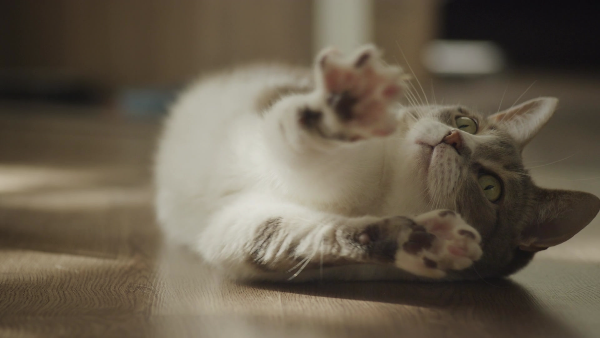 貓咪鬍鬚斷掉怎麼辦？_4