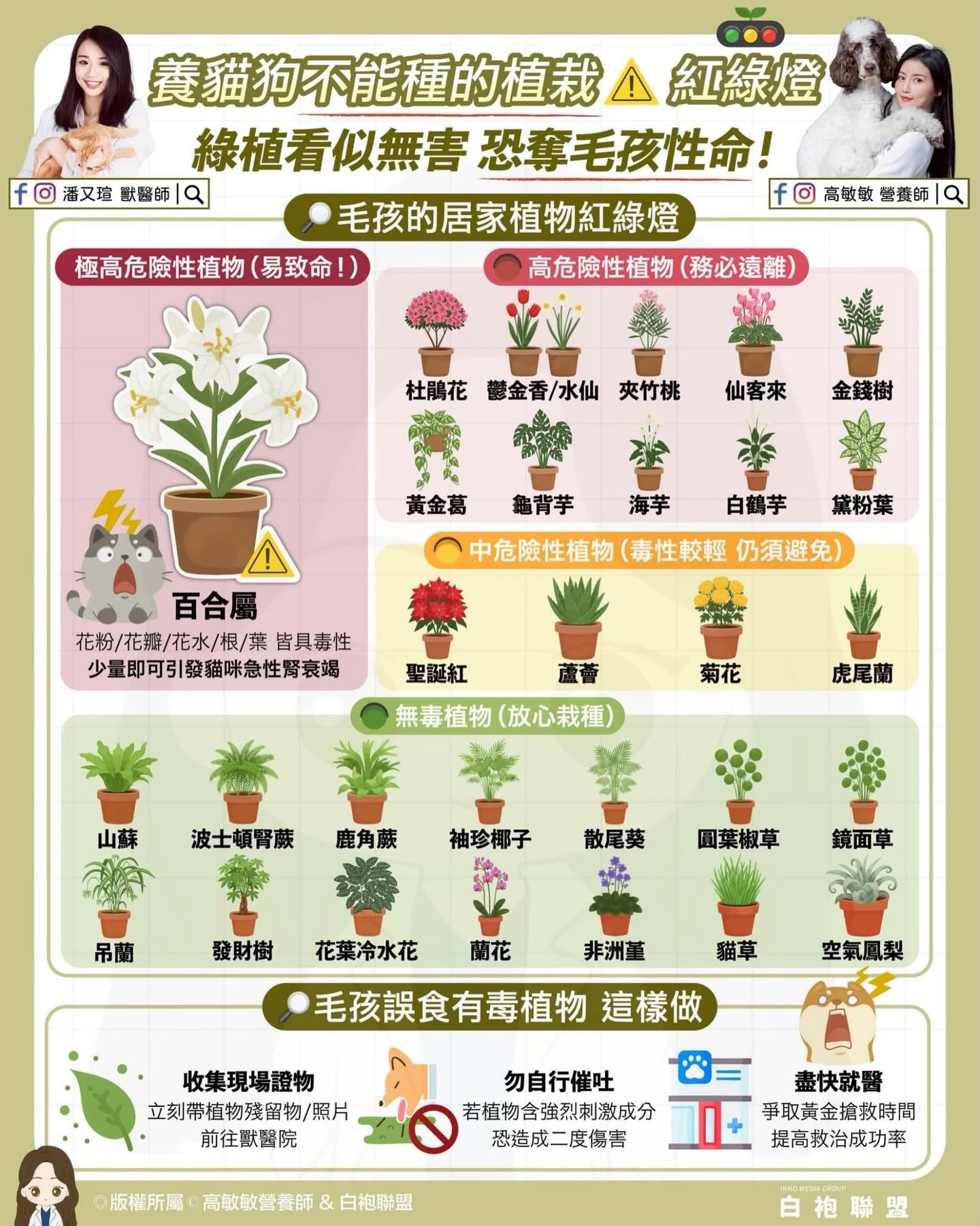 龜背芋、黃金葛竟然對貓狗有毒？