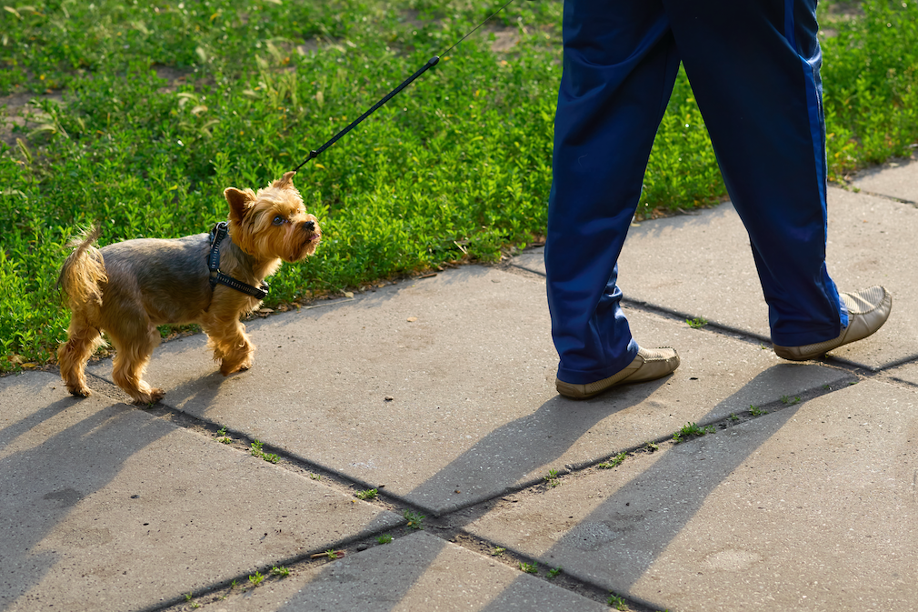 2026 毛孩換季防暑全攻略｜狗狗篇