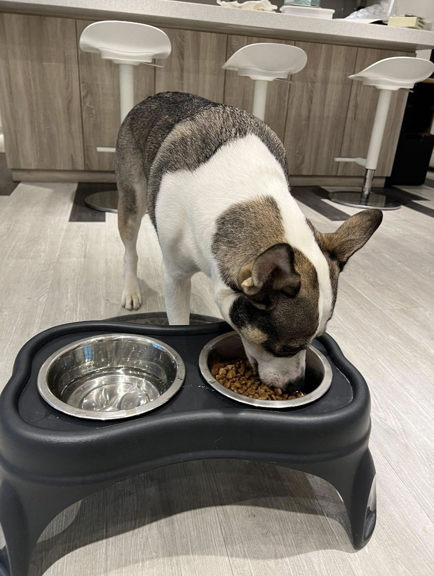 自然主義美毛配方中的百合根、海藻含有寵物維持毛髮健康的必備營養素