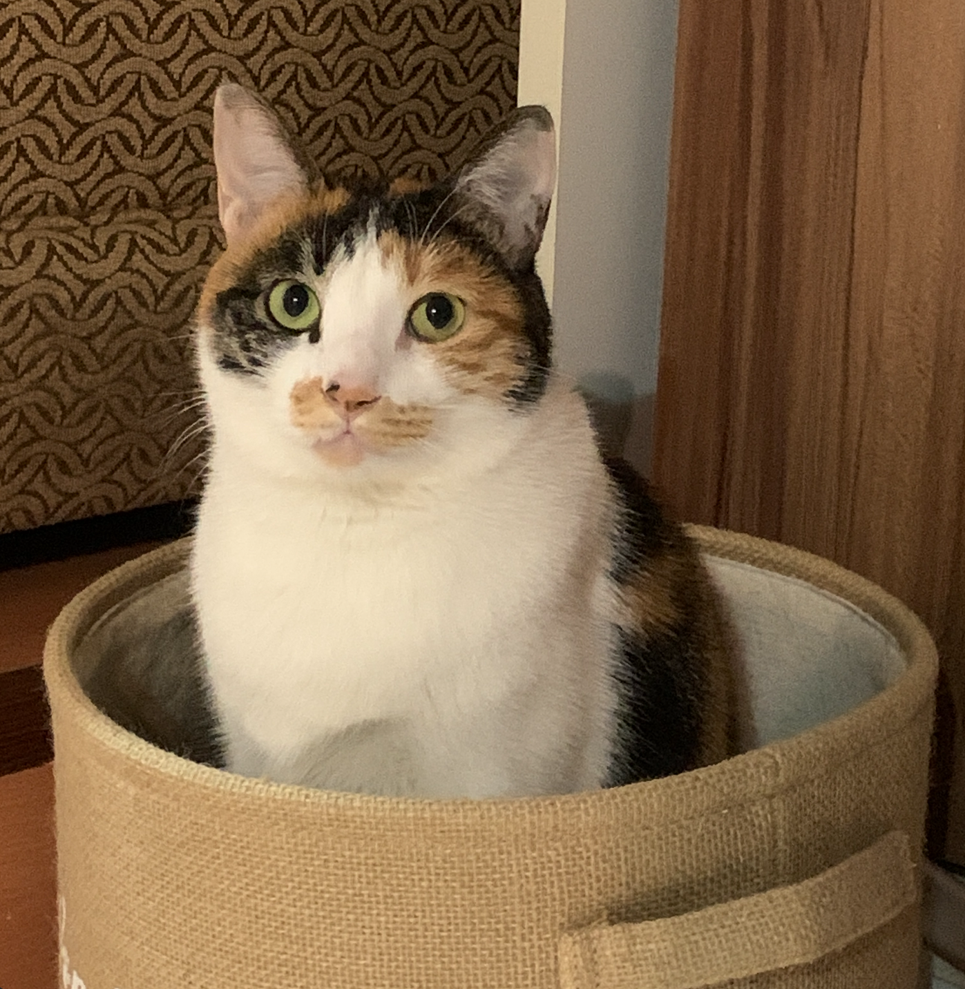 Petjourney寵旅誌 Vol.08 正式上線_葛莉