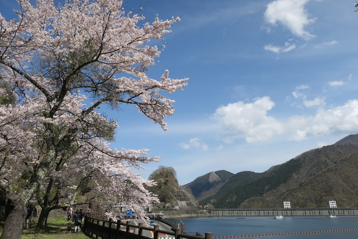 赴日賞櫻早春召集令！2024櫻花季提前，尋幽訪勝東京三處追櫻私房景點 7